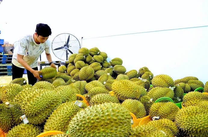 Yếu tố then chốt để tăng xuất khẩu trái cây