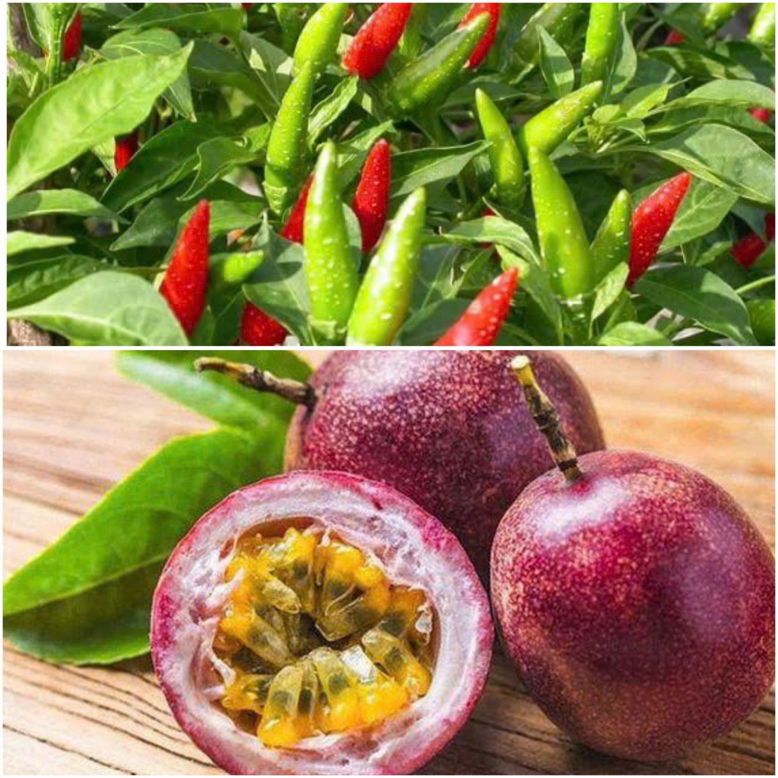 Thêm nông sản việt xuất khẩu chính ngạch sang trung quốc