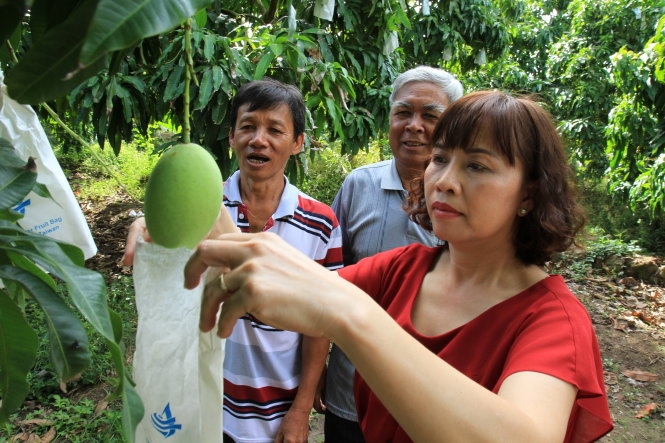 Sầu riêng - xoài - dứa rộng cửa xuất khẩu