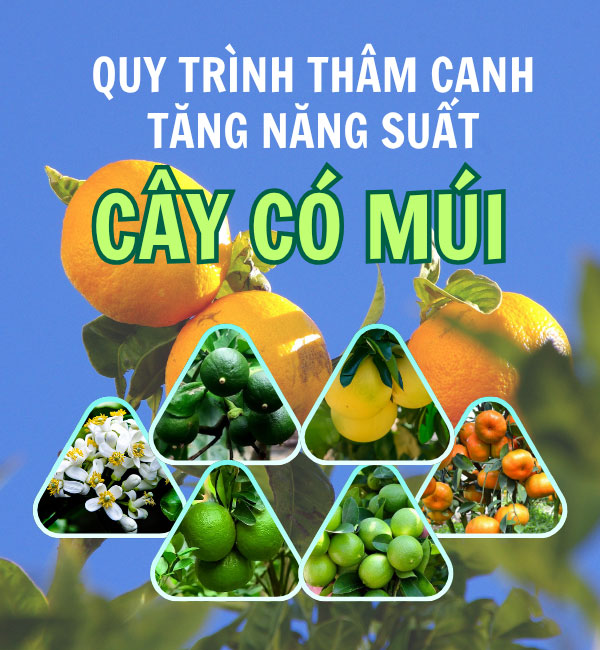 Quy trình thâm canh tăng năng suất cây có múi
