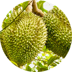 Nhóm cây sầu riêng